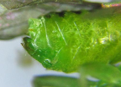 Réf. 299 710 : Euura hypoxantha