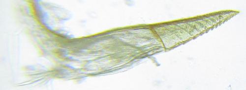 Euura hypoxantha