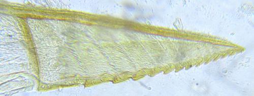 Euura hypoxantha
