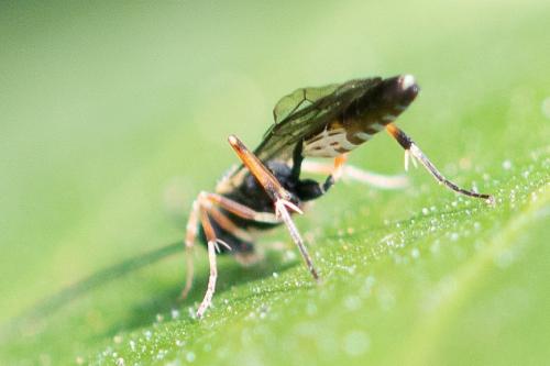 Réf. 299 660 : Campopleginae inconnu