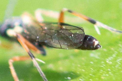 Campopleginae