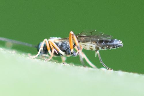 Réf. 299 659 : Campopleginae inconnu