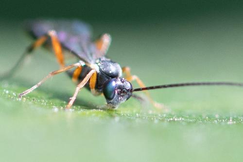 Réf. 299 661 : Campopleginae inconnu
