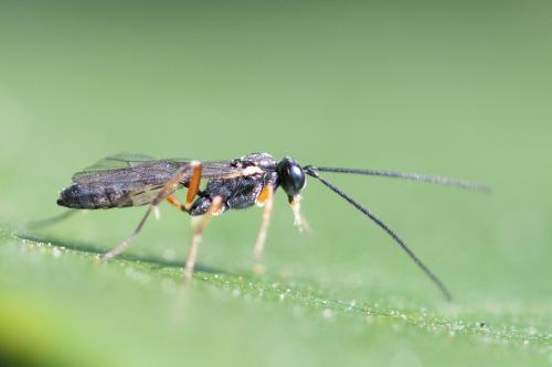 Réf. 299 658 : Campopleginae inconnu
