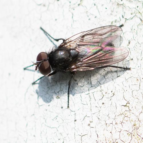 Réf. 299 789 : Fannia manicata