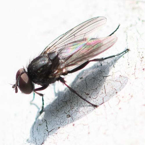 Réf. 299 786 : Fannia manicata