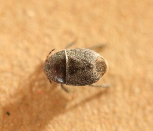 Geotomus sp.