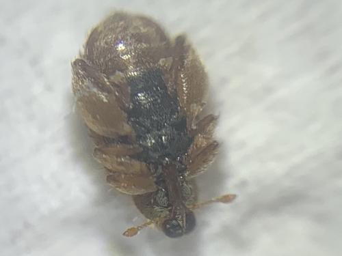 Réf. 299 892 : Orchestes quercus