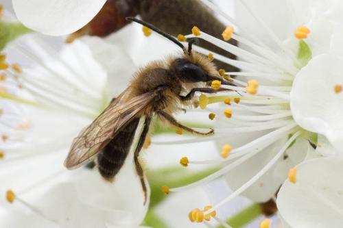 Andrena scotica