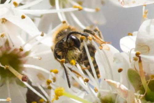 Réf. 299 628 : Andrena chrysosceles