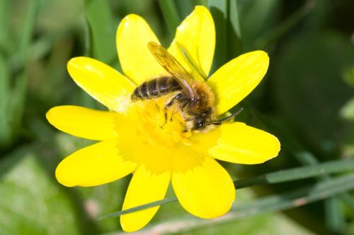 Réf. 299 629 : Andrena sp.
