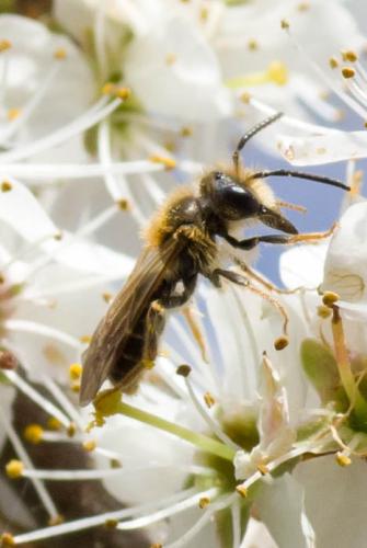 Réf. 299 627 : Andrena chrysosceles