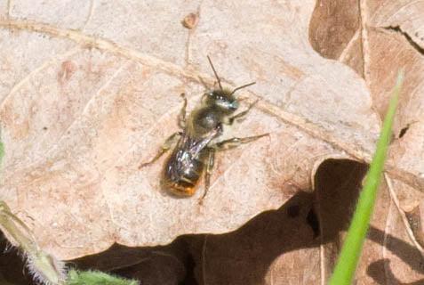 Osmia sp.