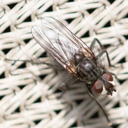 Leucophora obtusa