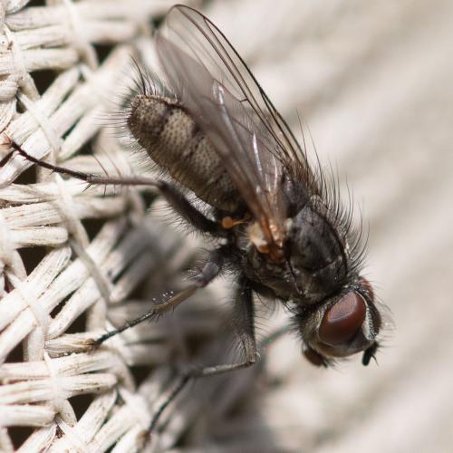 Leucophora obtusa