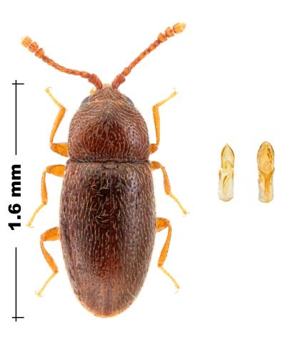 Atomaria nigrirostris
