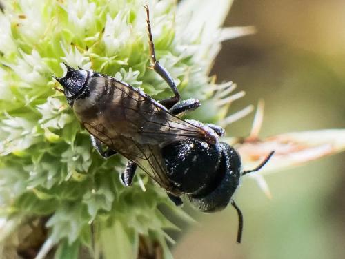 Coelioxys argentea
