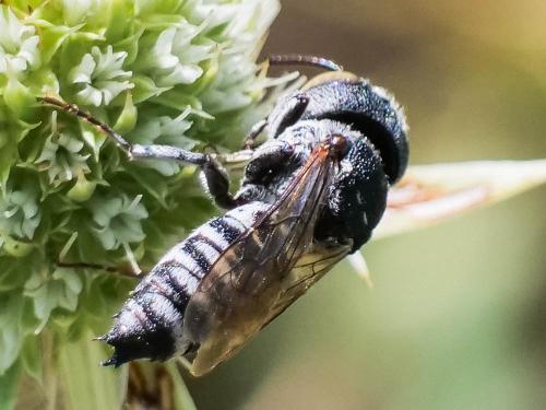 Coelioxys argentea