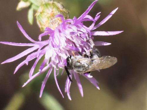Réf. 299 018 : Seladonia (pollinosa-vestita)