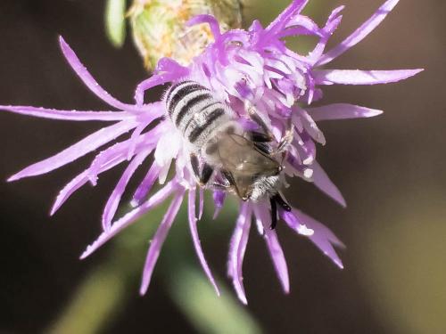 Réf. 299 019 : Seladonia (pollinosa-vestita)