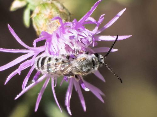Réf. 299 020 : Seladonia (pollinosa-vestita)