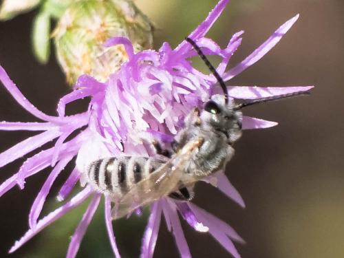 Réf. 299 021 : Seladonia (pollinosa-vestita)