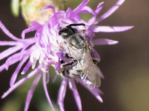 Réf. 299 022 : Seladonia sp.