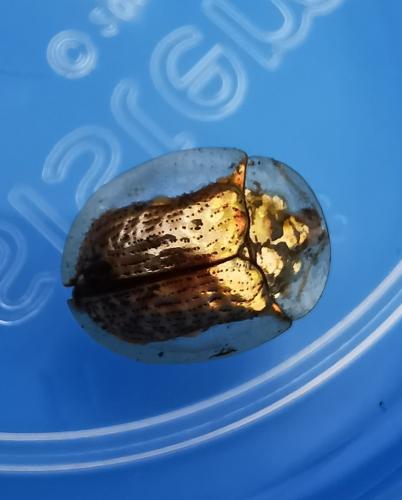 Cassidinae