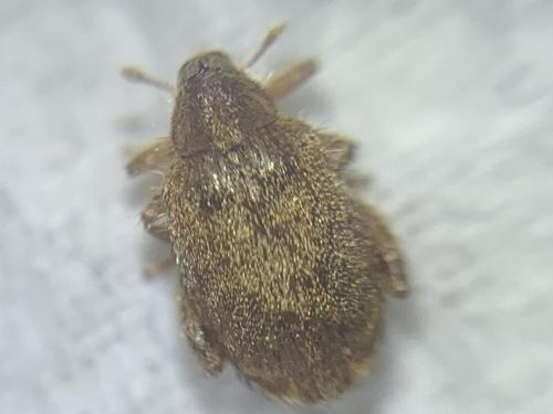Réf. 299 891 : Orchestes quercus
