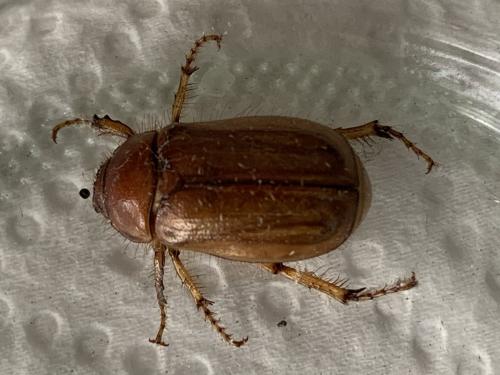 Réf. 299 884 : Rhizotrogus cicatricosus