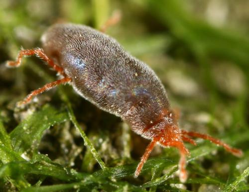 Abrolophus passerinii