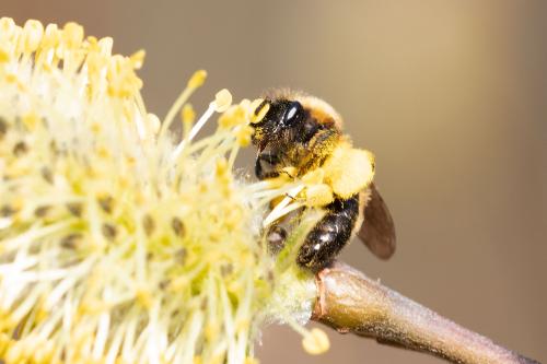 Andrena sp.