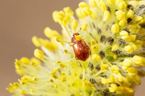 Réf. 299 560 : Epuraea sp.