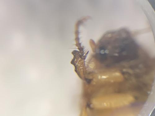 Réf. 299 886 : Rhizotrogus cicatricosus