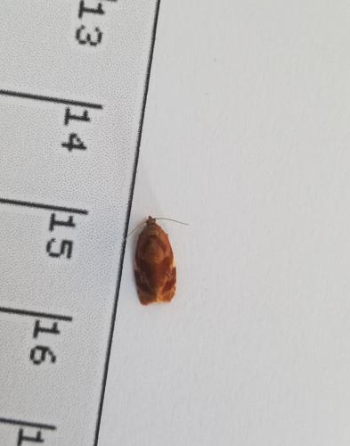 Réf. 299 561 : Ditula angustiorana