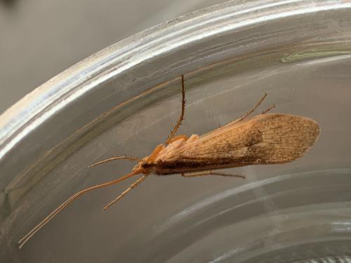 Stenophylax sp.