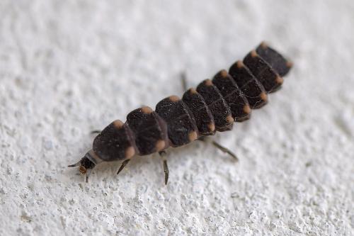 Lampyris noctiluca