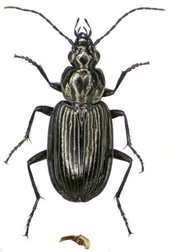 Réf. 299 873 : Agonum hypocrita