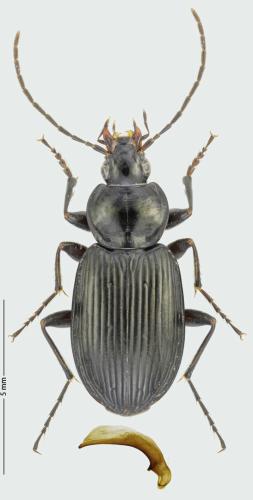 Réf. 299 831 : Agonum afrum