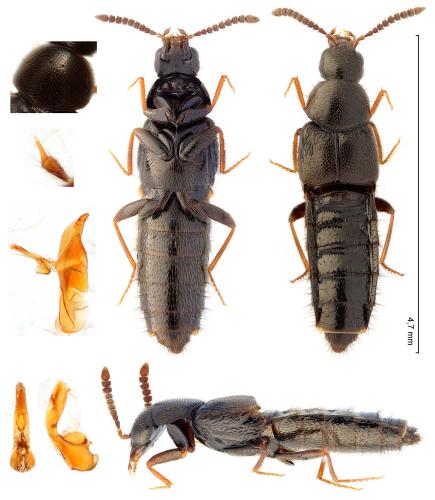Aleochara stichai