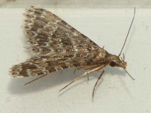 Alucita hexadactyla