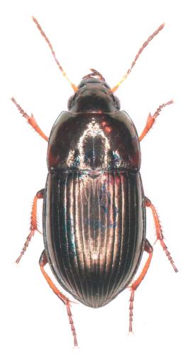 Amara communis