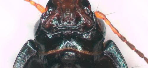 Amara communis