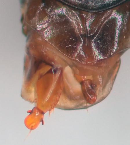Amara communis