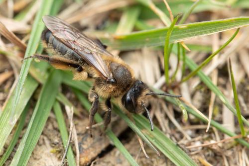 Réf. 299 808 : Andrena bimaculata