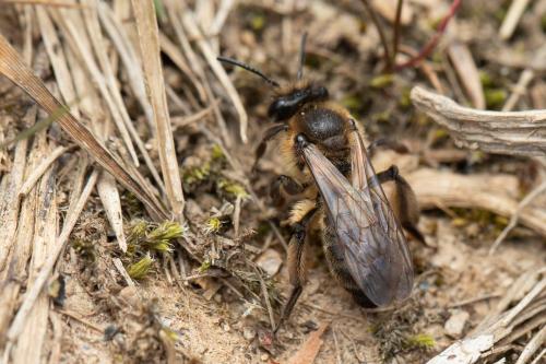Andrena bimaculata