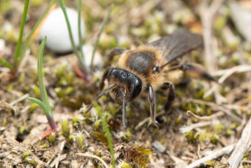 Réf. 299 810 : Andrena bimaculata