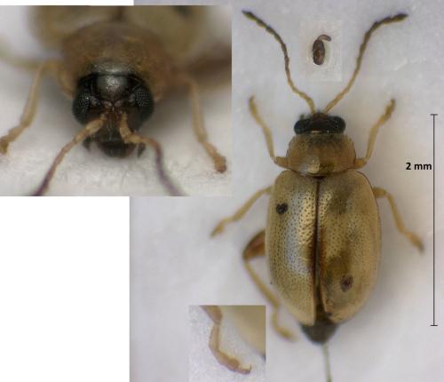 Réf. 299 916 : Aphthona nigriceps