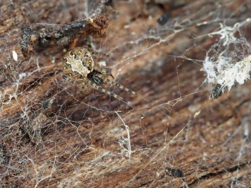 Theridion sp.