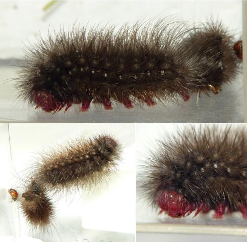 Réf. 299 282 : Arctia villica